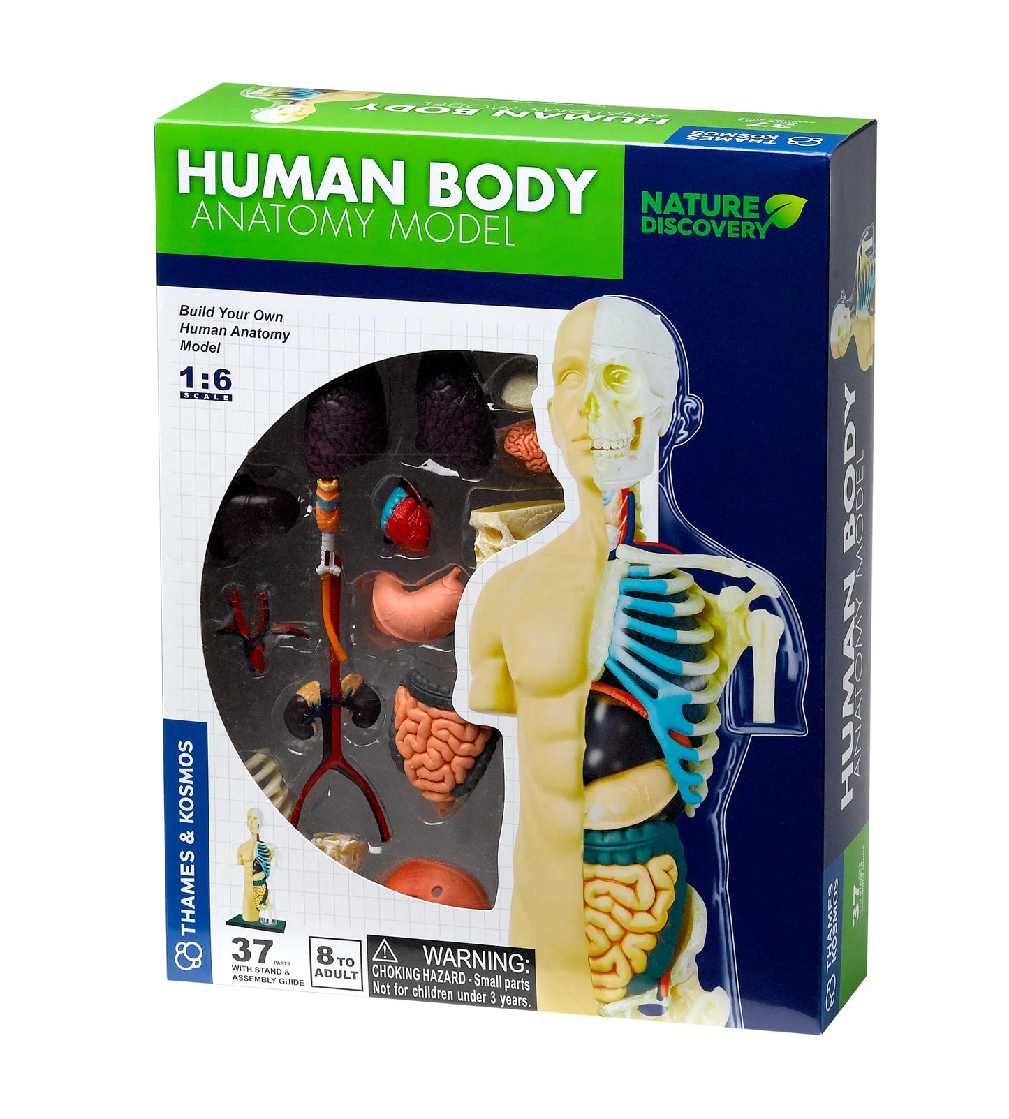 Human Anatomy Thames & Kosmos