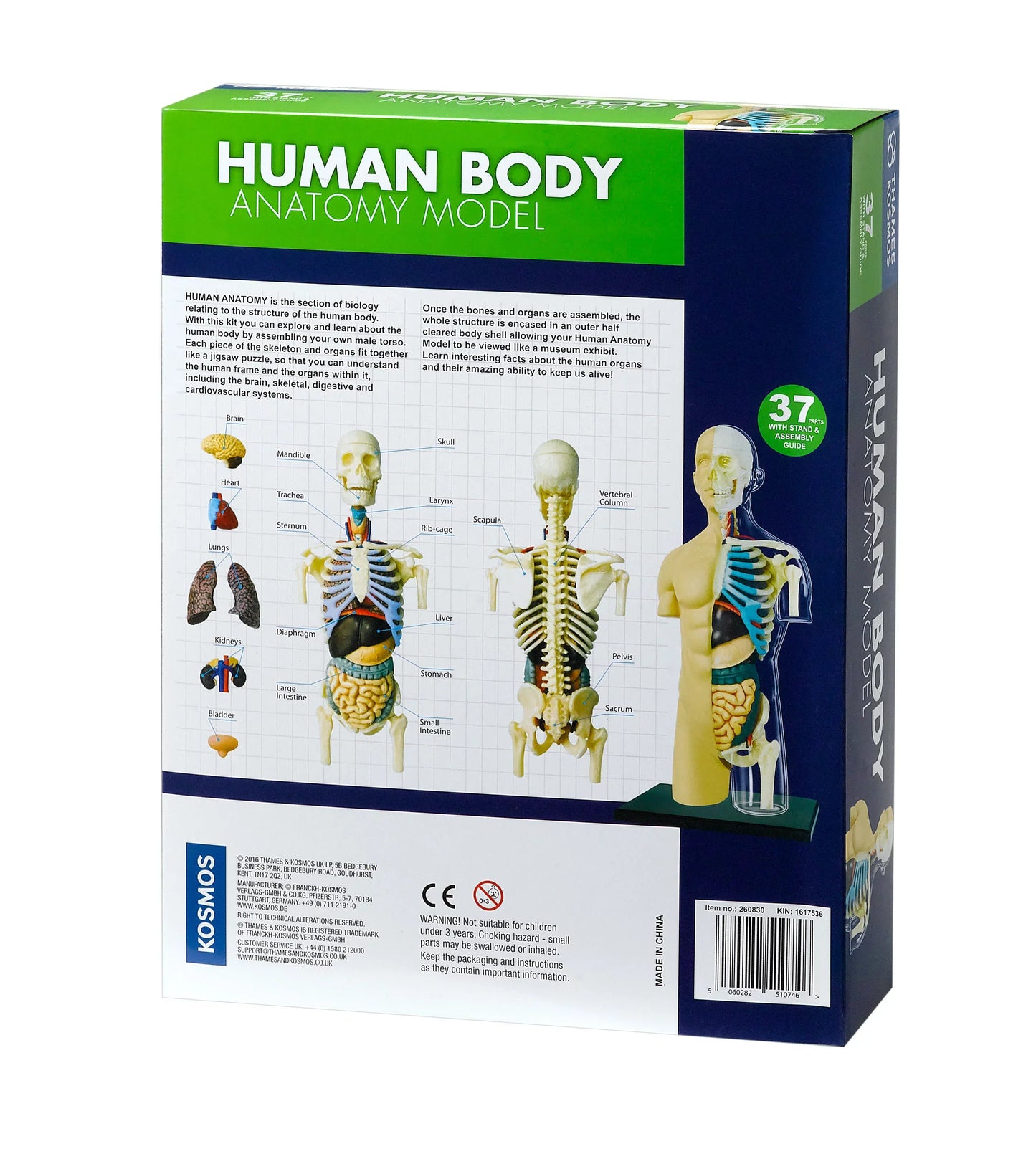 Human Anatomy Thames & Kosmos