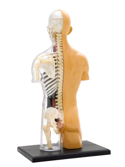 Human Anatomy Thames & Kosmos