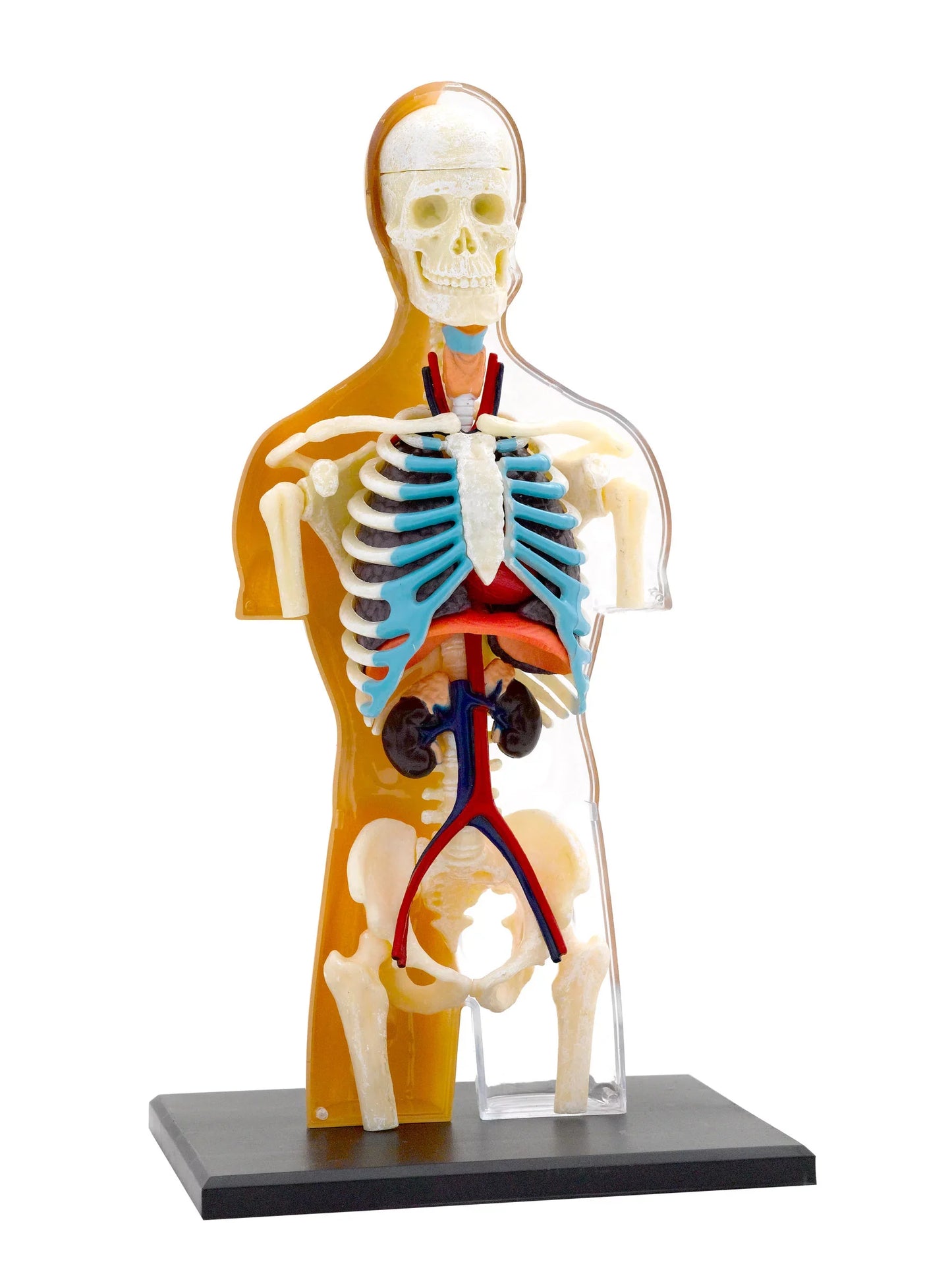 Human Anatomy Thames & Kosmos